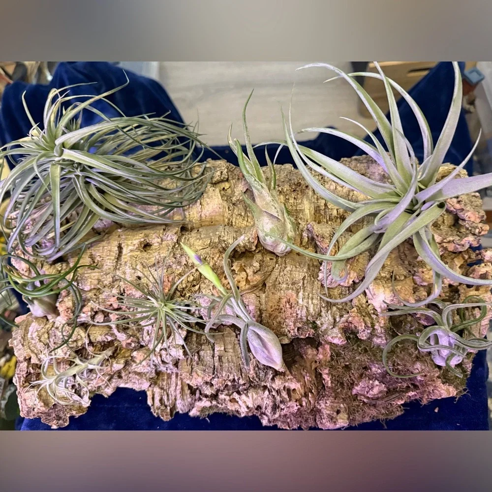 Air Plant Cork Mounted Arrangement - Green